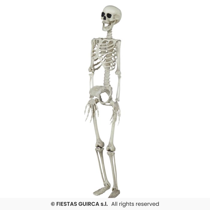 Skeleton 90Cm