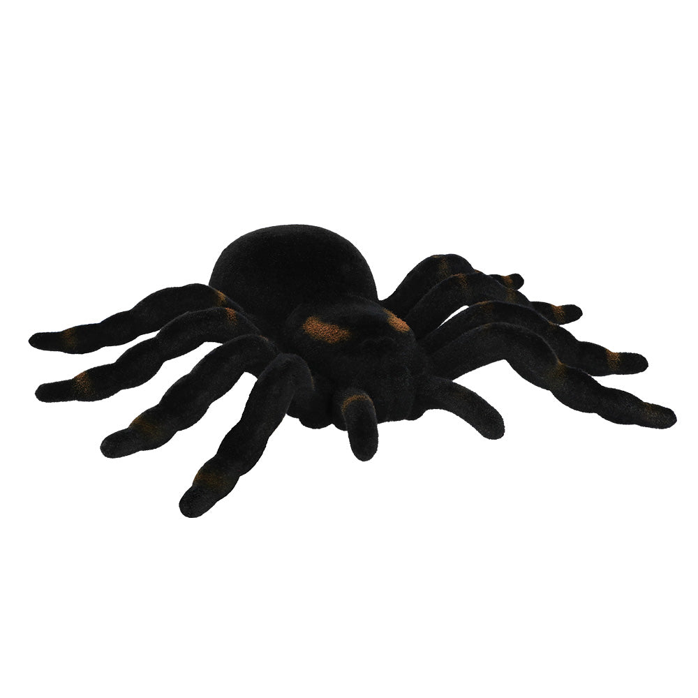 Spider Tarantula